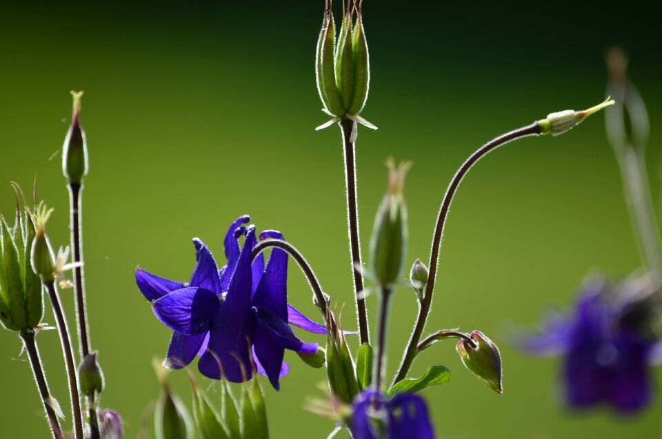 Garden flowers Free photos