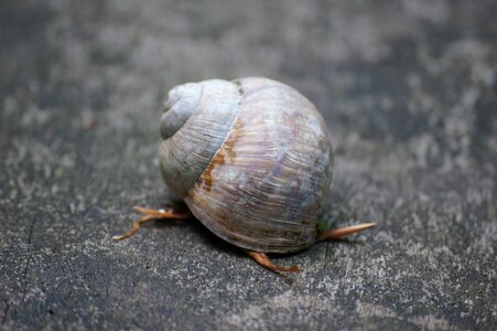 Mollusk slowly crawl