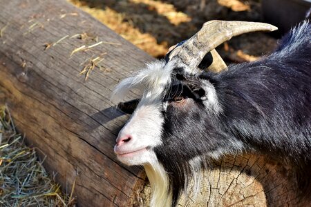 Goat's head horns horned