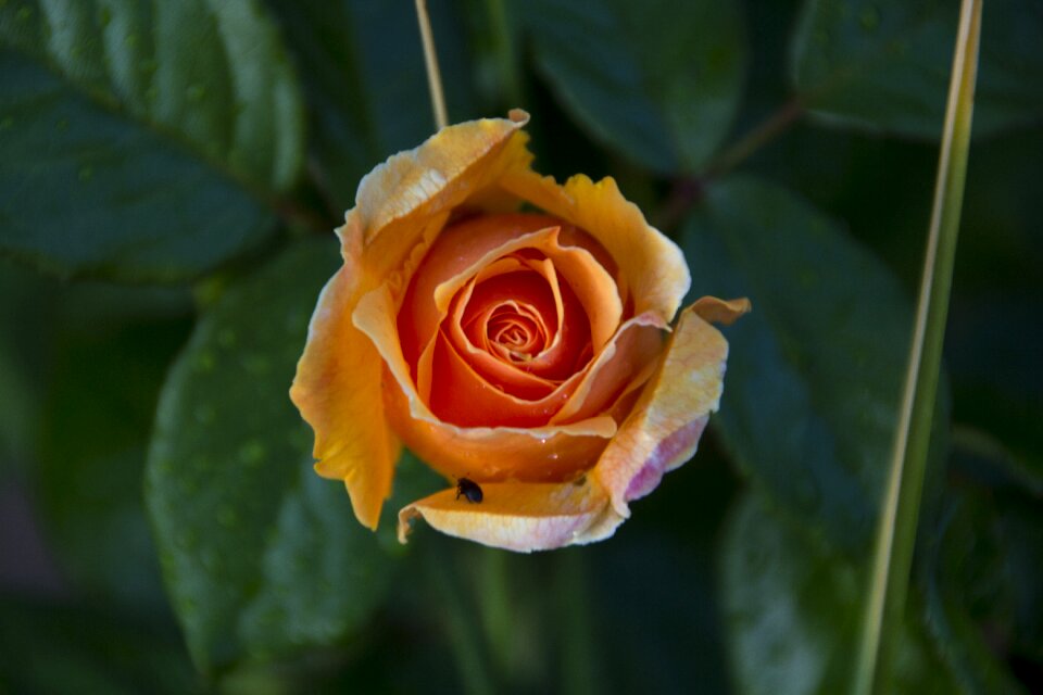 Rose blooms beauty garden