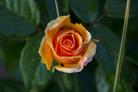 Rose blooms beauty garden