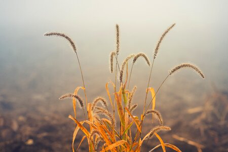 Brown autumn fog