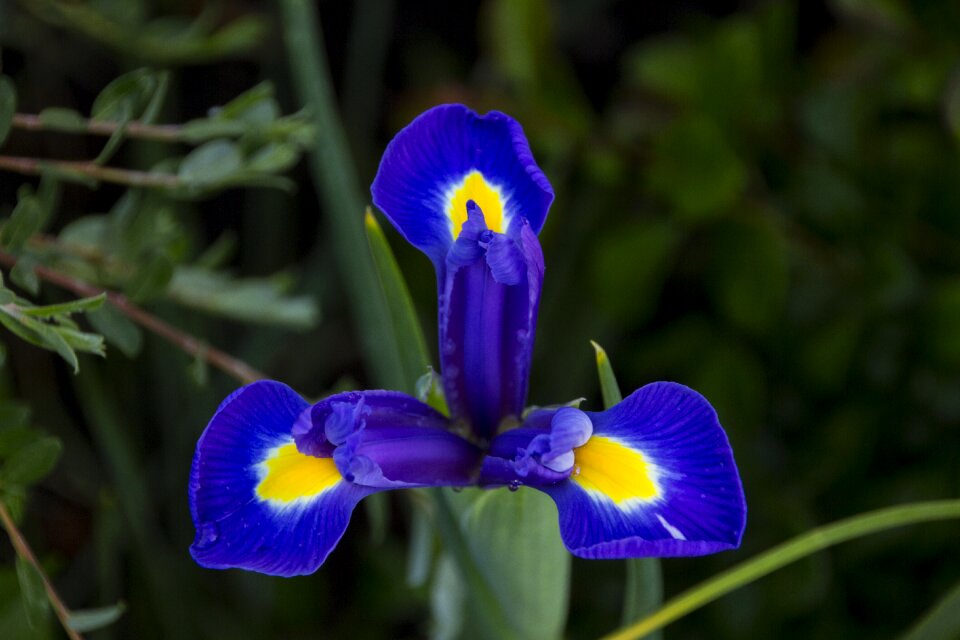 Blue blossom close up nature