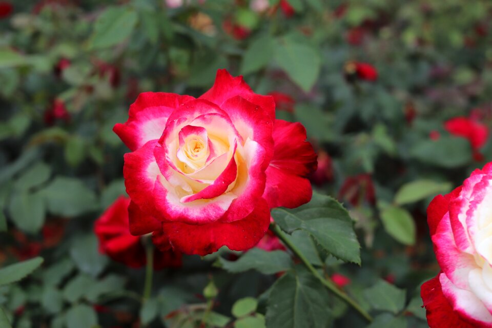 A flower garden nature love