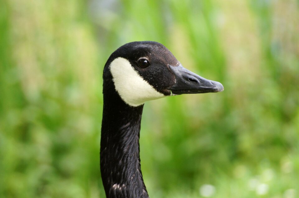Water bird bill nature