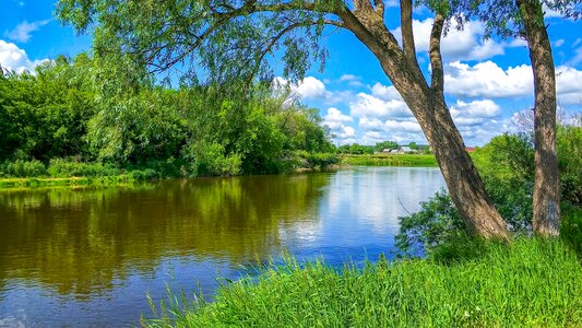 Greens willow tree photo