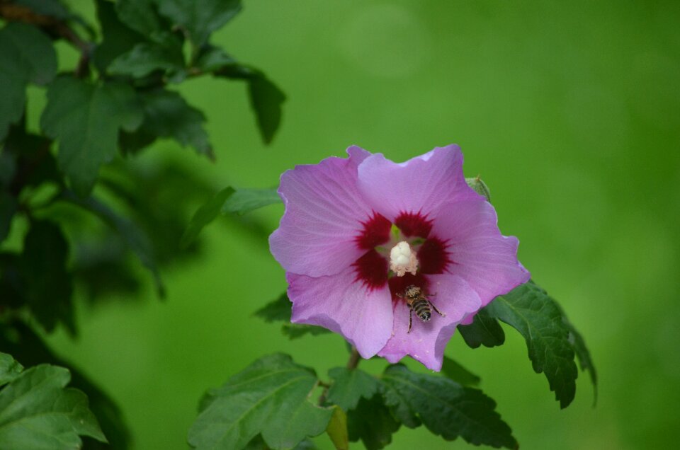 Nature pollination summer
