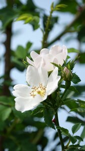 Wild rose field nature