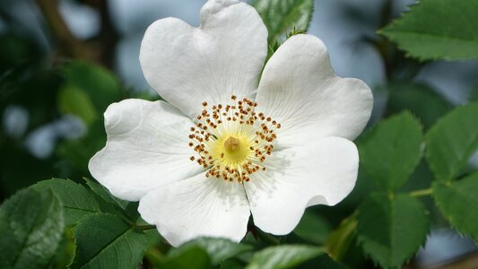 Wild rose field nature