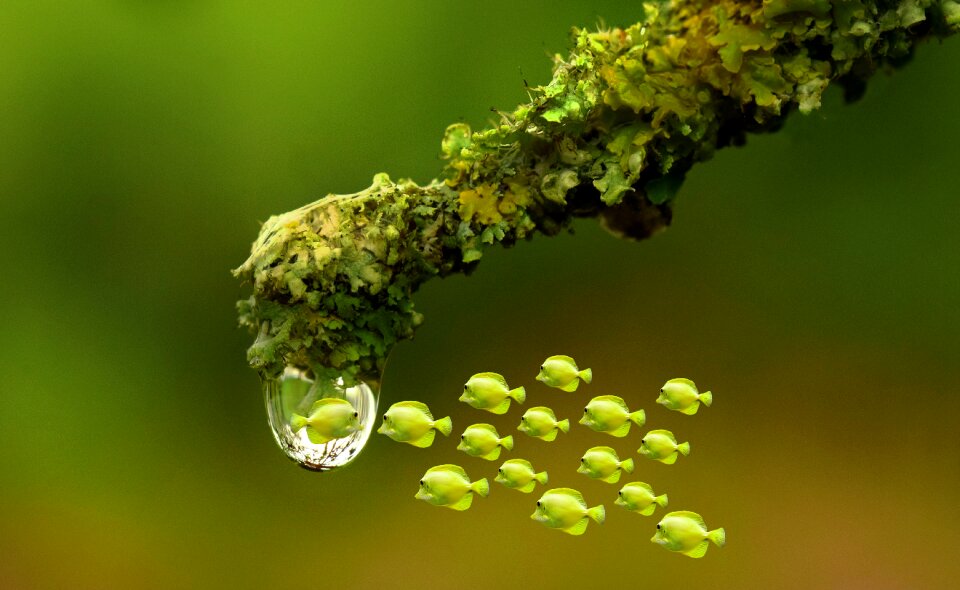 Reflection branch rain