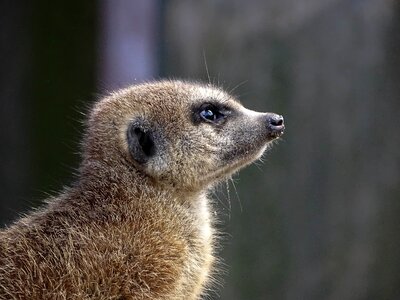 Portrait cute fur