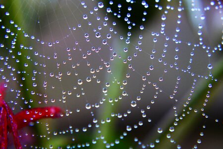 Rain wet pearl