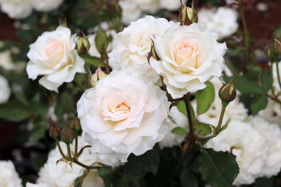 Petal romantic white