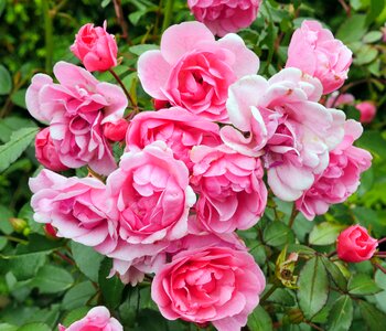 Bush roses pink