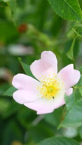 Wild rose field nature
