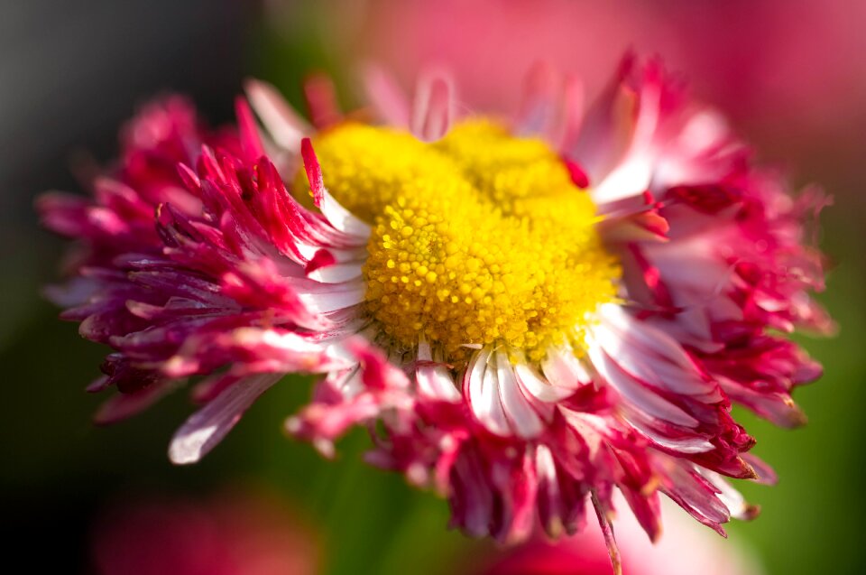 Plant spring petal