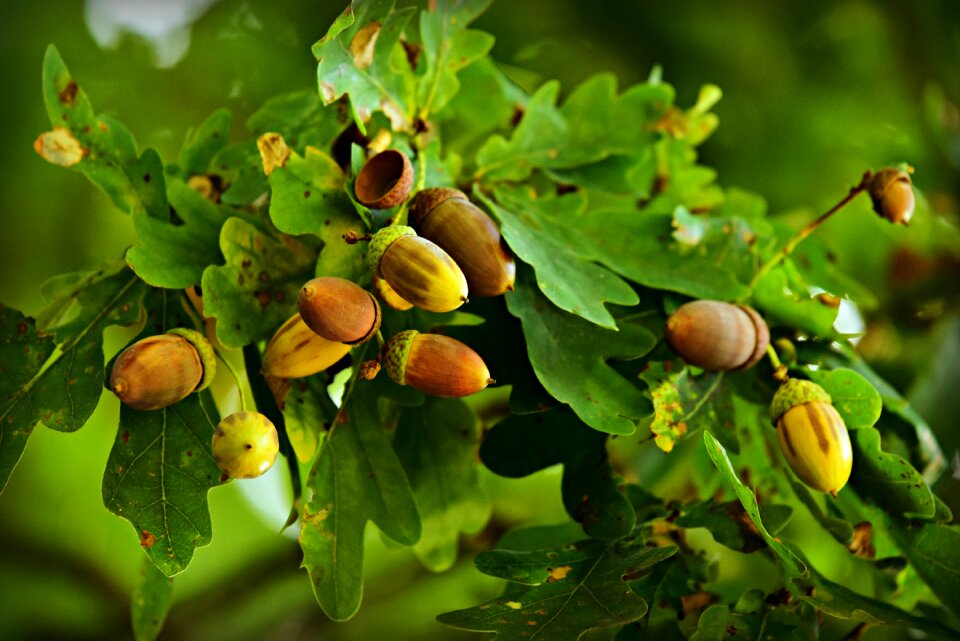 Tannin food nutrition