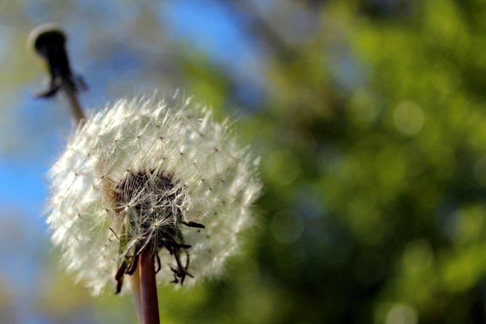 Flower flowers lint