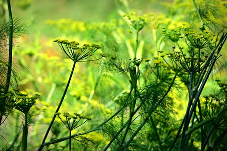 Herb medicinal green medicine photo