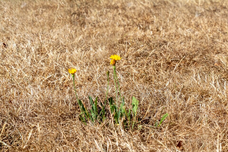 Summer heat yellow lawn burned