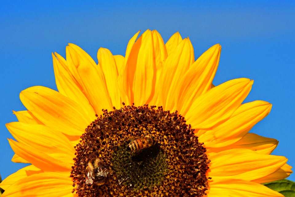 Helianthus petal seeds