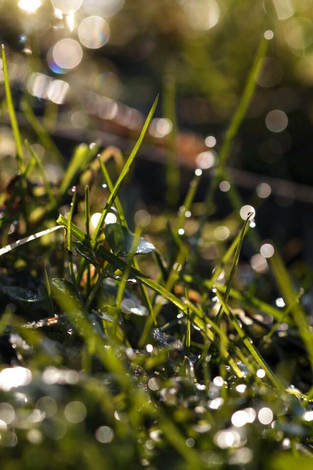 Grass dew drip