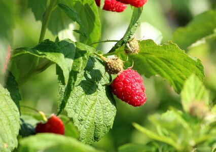 Fruit vitamins red