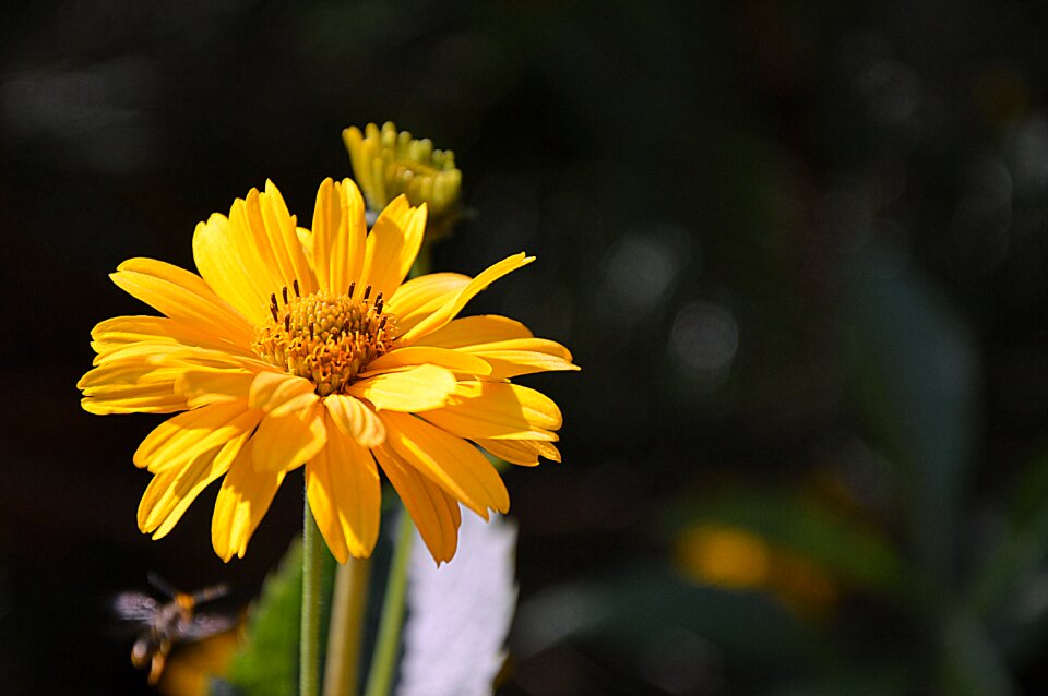 Blossom bloom yellow