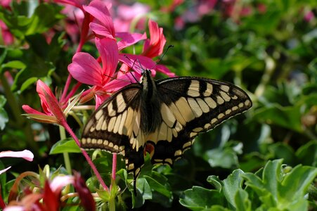 Flowers insects spotted