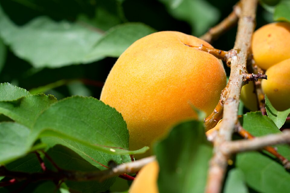 In the garden vegetable garden fruit