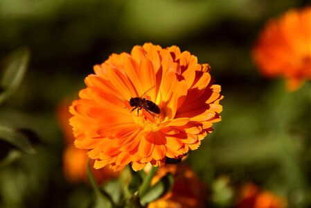 Bloom calendula petal