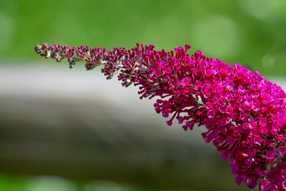 Pink garden in the garden