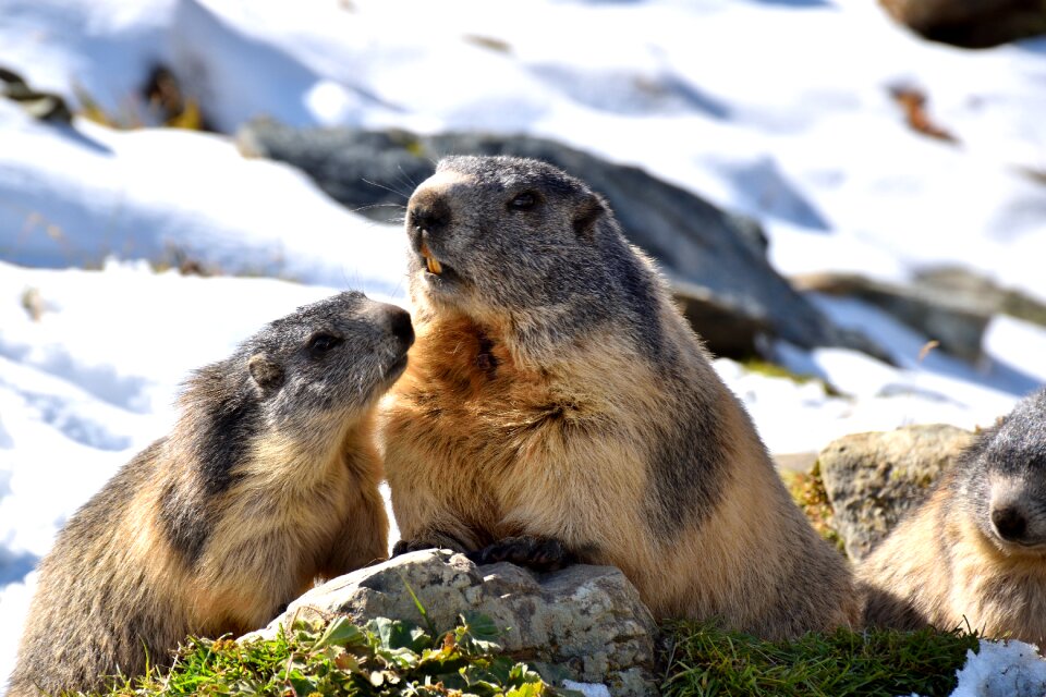 Snow rodent alpine