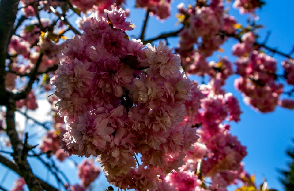 Blue sky plant pink