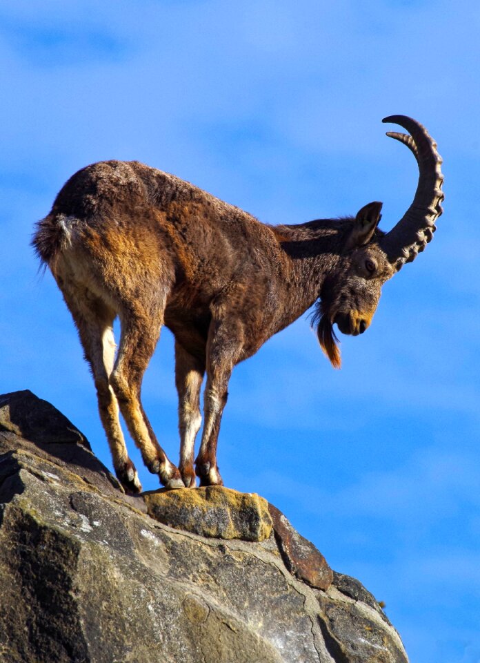 Climb alpine ibex mountains
