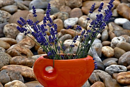 Lavender purple decor