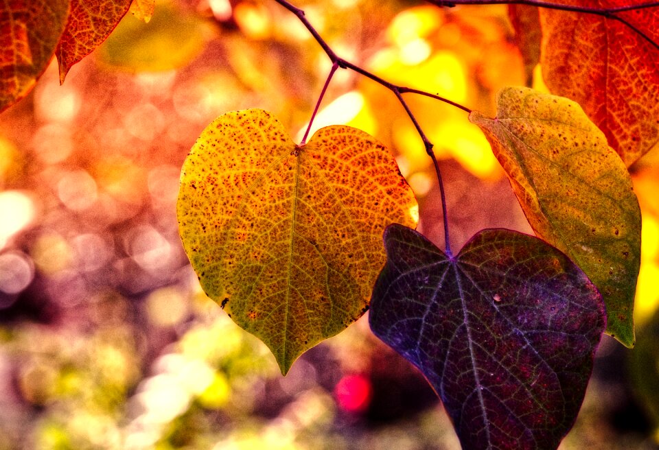 Bright atmospheric autumn mood