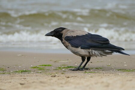 Pen birds sea