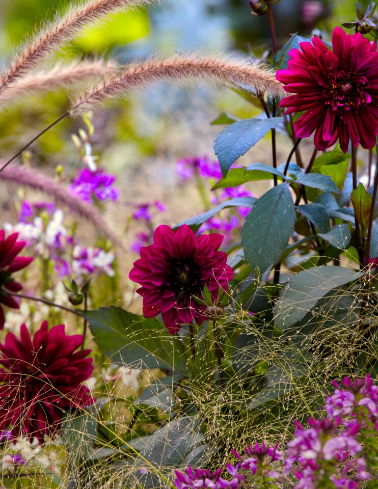 Blossom bloom close up