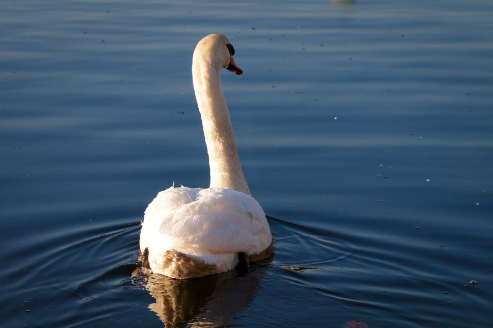 Nature lake animal world