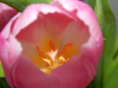 Macro plant garden photo