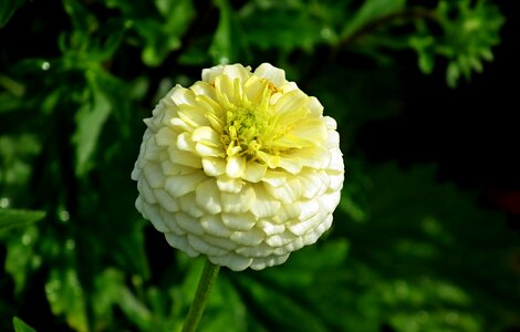 Nature garden the petals