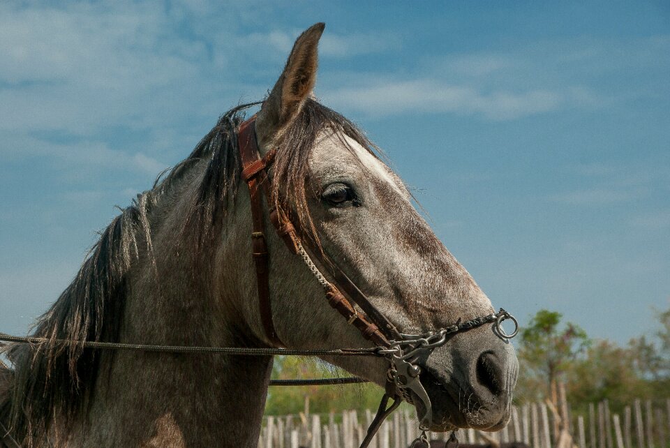 Horse camargue horseback riding