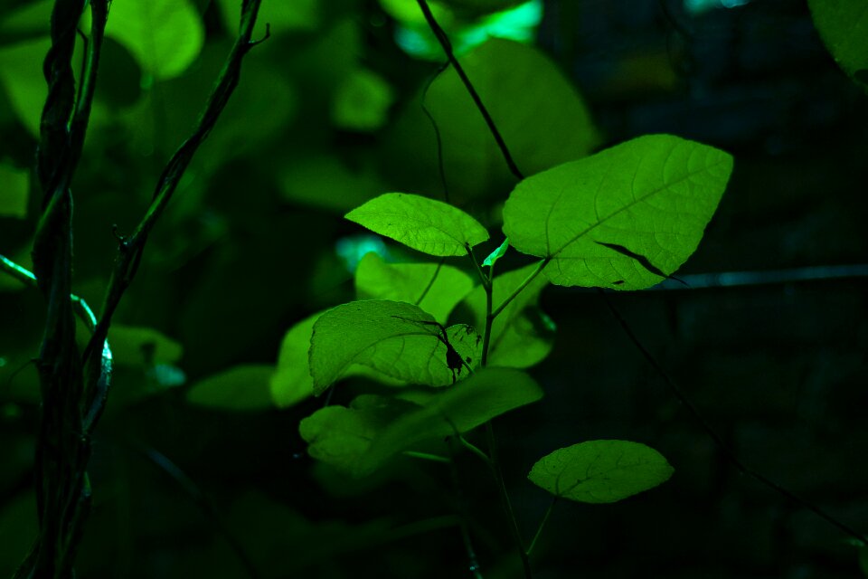 Landscape trees leaves