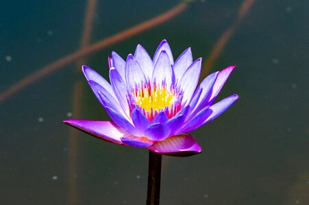 Nature blossom beautiful