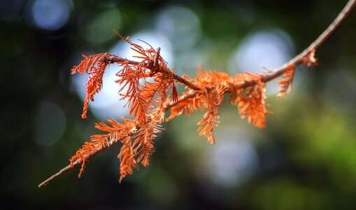 Nature tree leaves