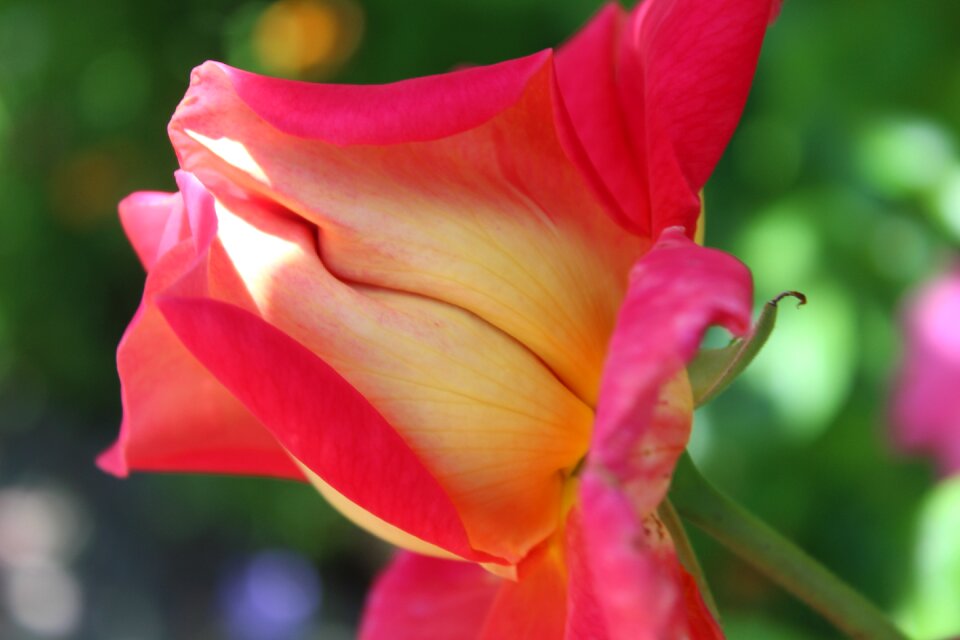 Rose bloom pink rose blooms
