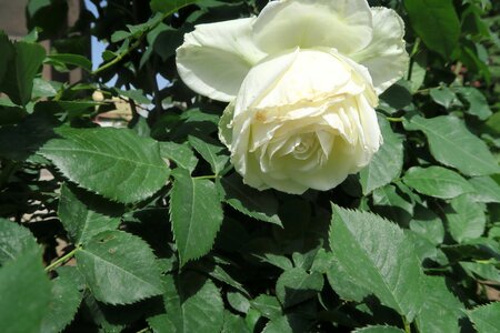 Plant leaves nature