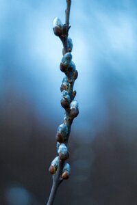 Spring nature plant