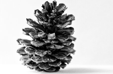 Nature pine cones